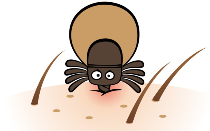 boala lyme semne ca esti in pericol. capusa care inteapa pielea și inroseste locul