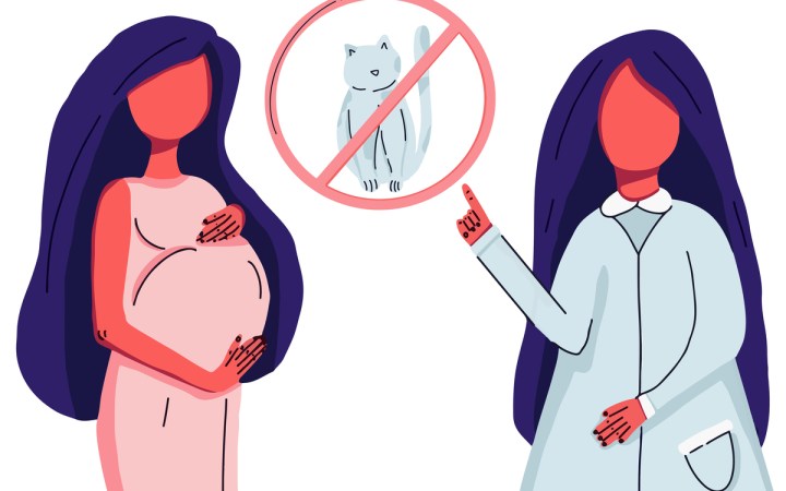 toxoplasmoza pericole. Medic îi recomandă unei gravide să evite pisicile
