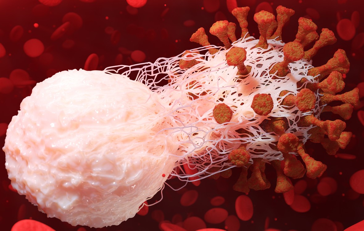 neutrofile scazute infectii medicamente. neutrofil in procesul de fagocitoza, ingloband si digerand un virus similar coronavirus