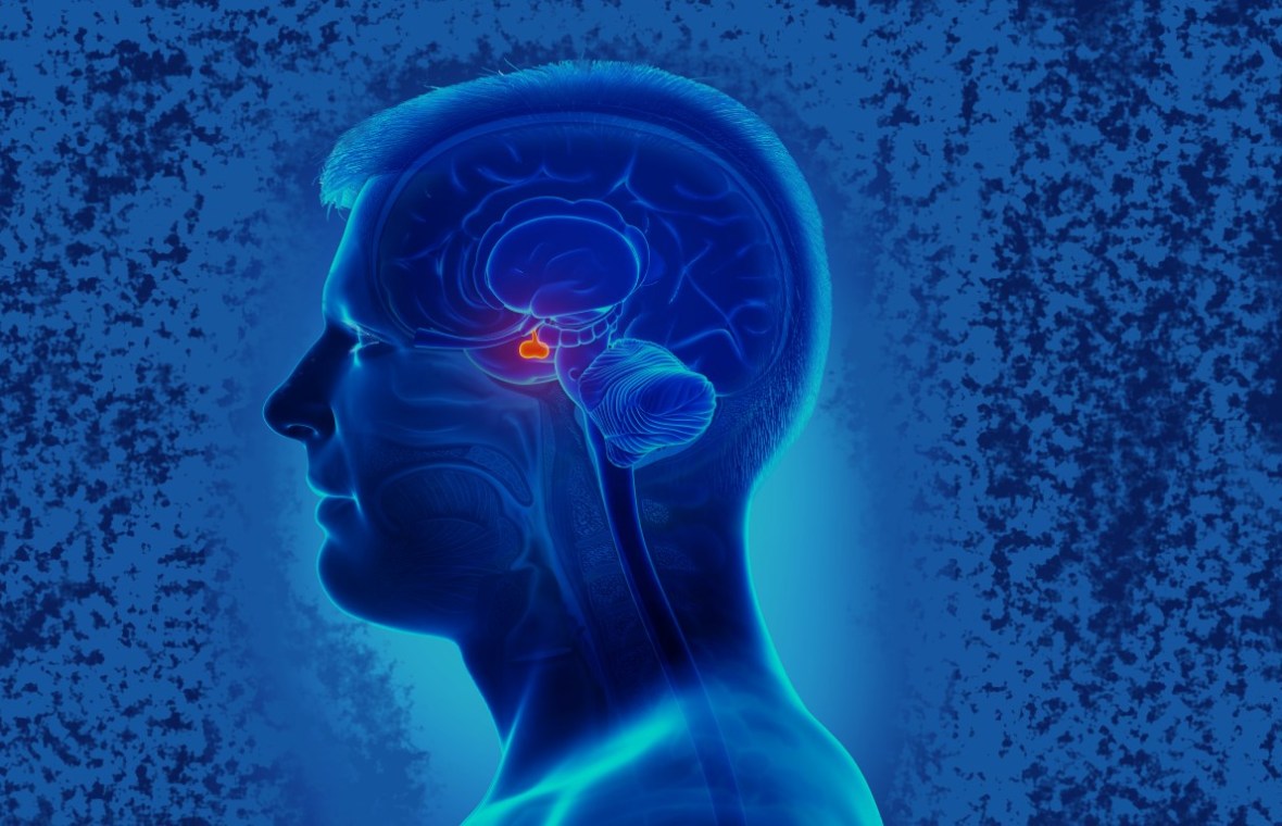 glanda hipofiza coordoneaza functiile tuturor glandelor din organism. localizarea hipofizei in creier