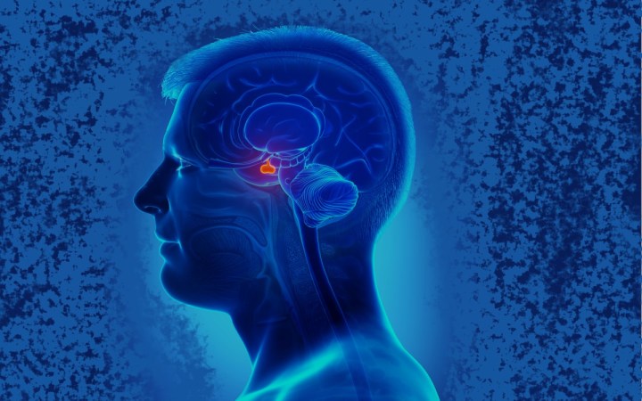 glanda hipofiza coordoneaza functiile tuturor glandelor din organism. localizarea hipofizei in creier