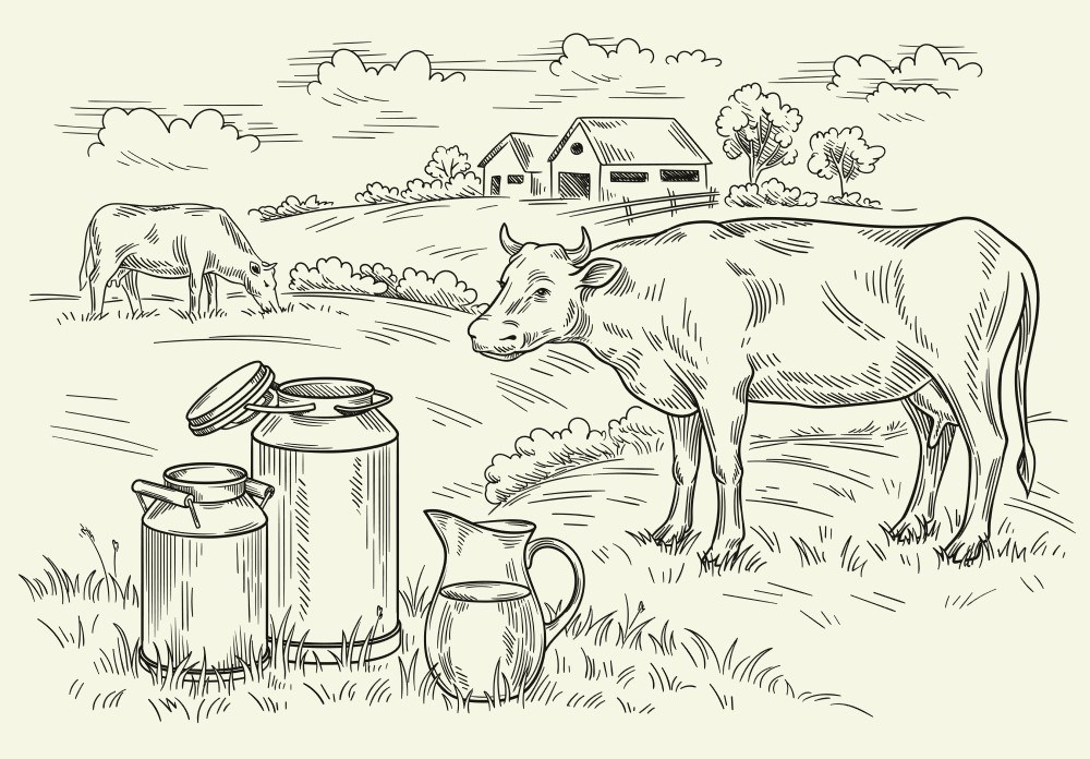 lapte crud. vaca pe camp si recipiente cu lapte crud