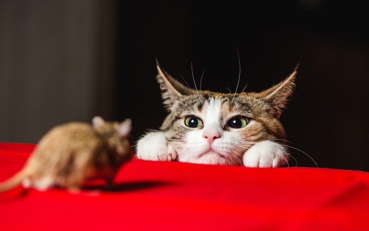 toxoplasma gondii pisica la vanatoare de soareci