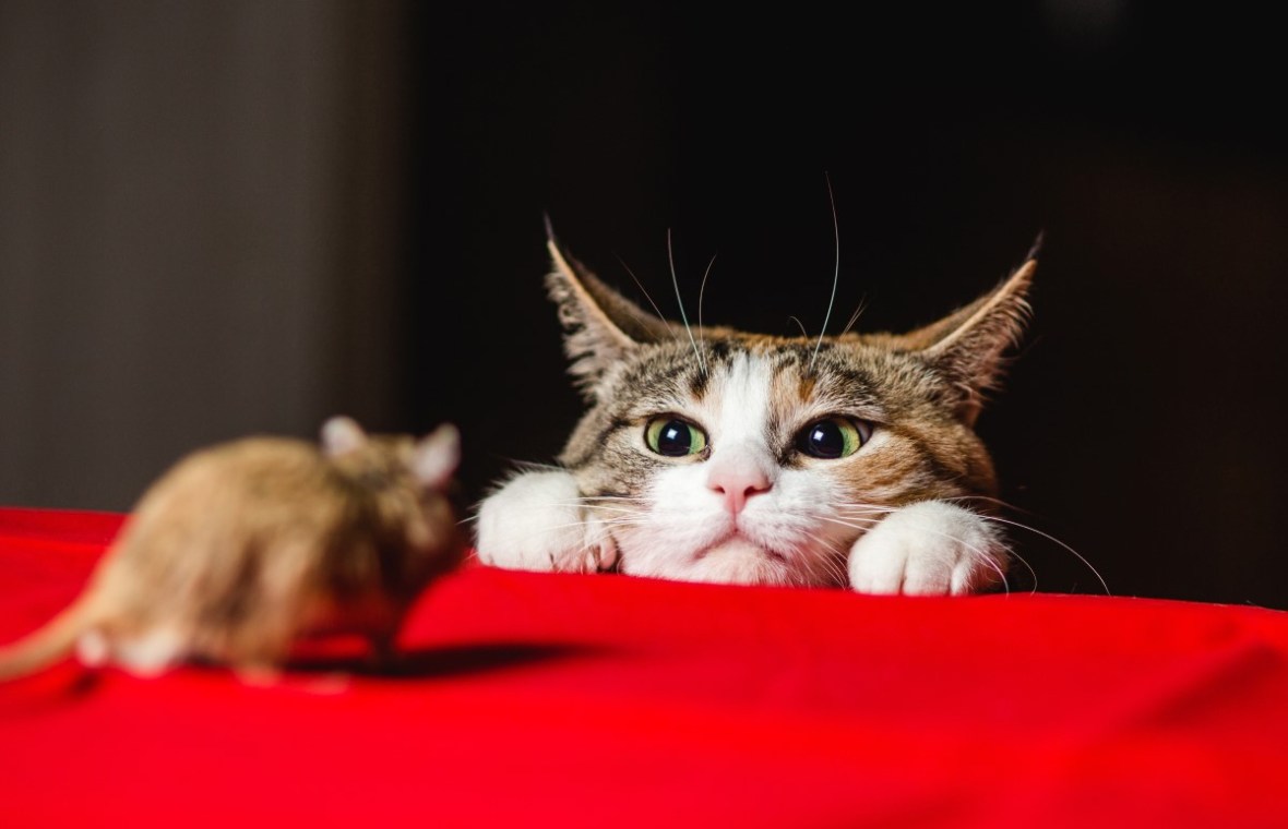 toxoplasma gondii pisica la vanatoare de soareci