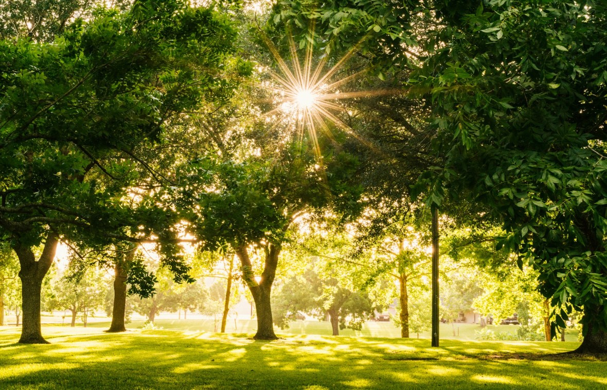 Descoperă Frumusețea Verde a Bucureștiului
