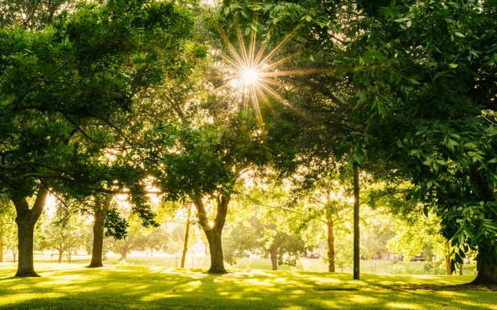 Descoperă Frumusețea Verde a Bucureștiului
