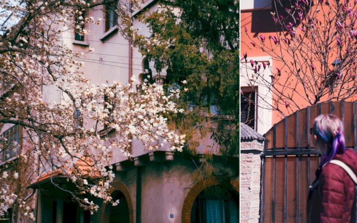 magnolii în București, de Festivalul Magnoliilor