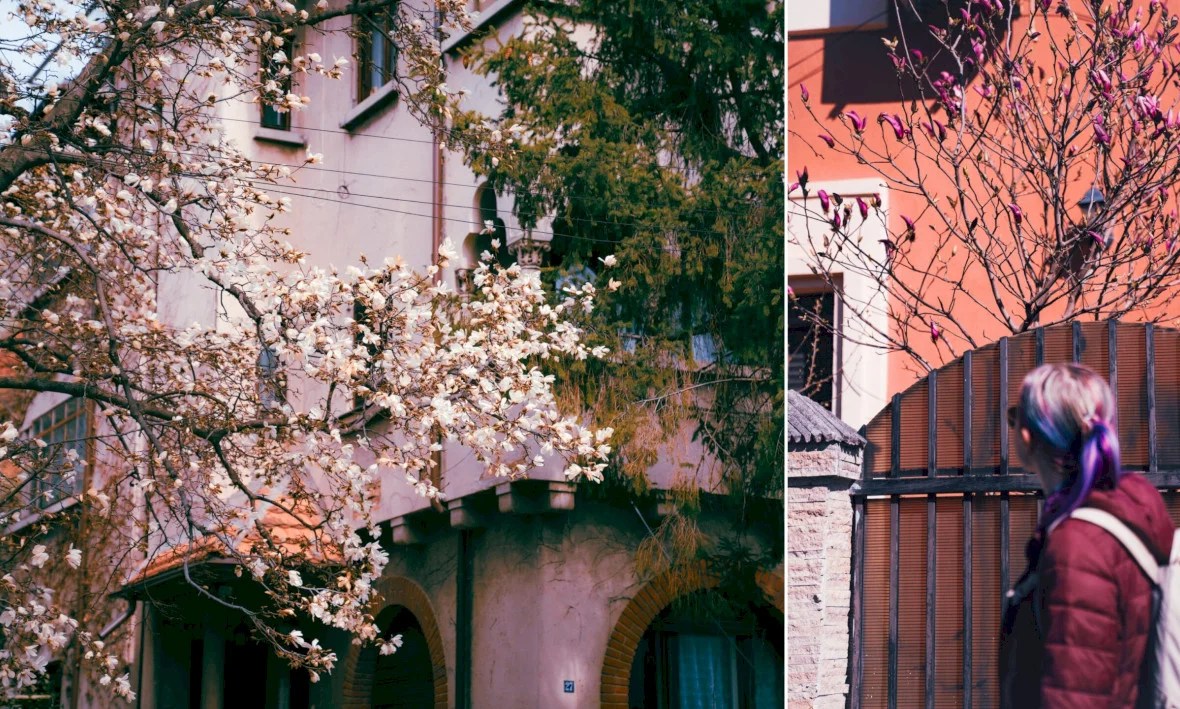 magnolii în București, de Festivalul Magnoliilor