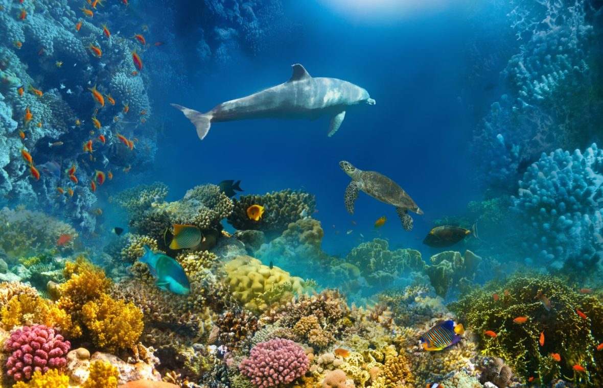 delfin și alte animale marine într-un areal frumos colorat