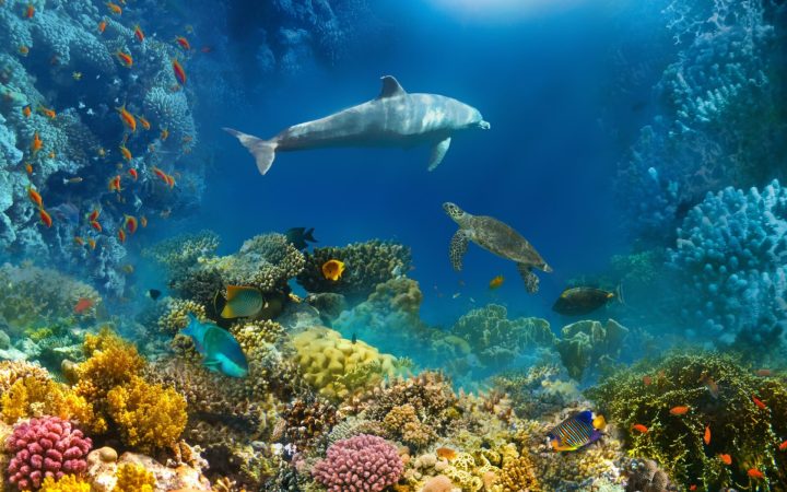 delfin și alte animale marine într-un areal frumos colorat