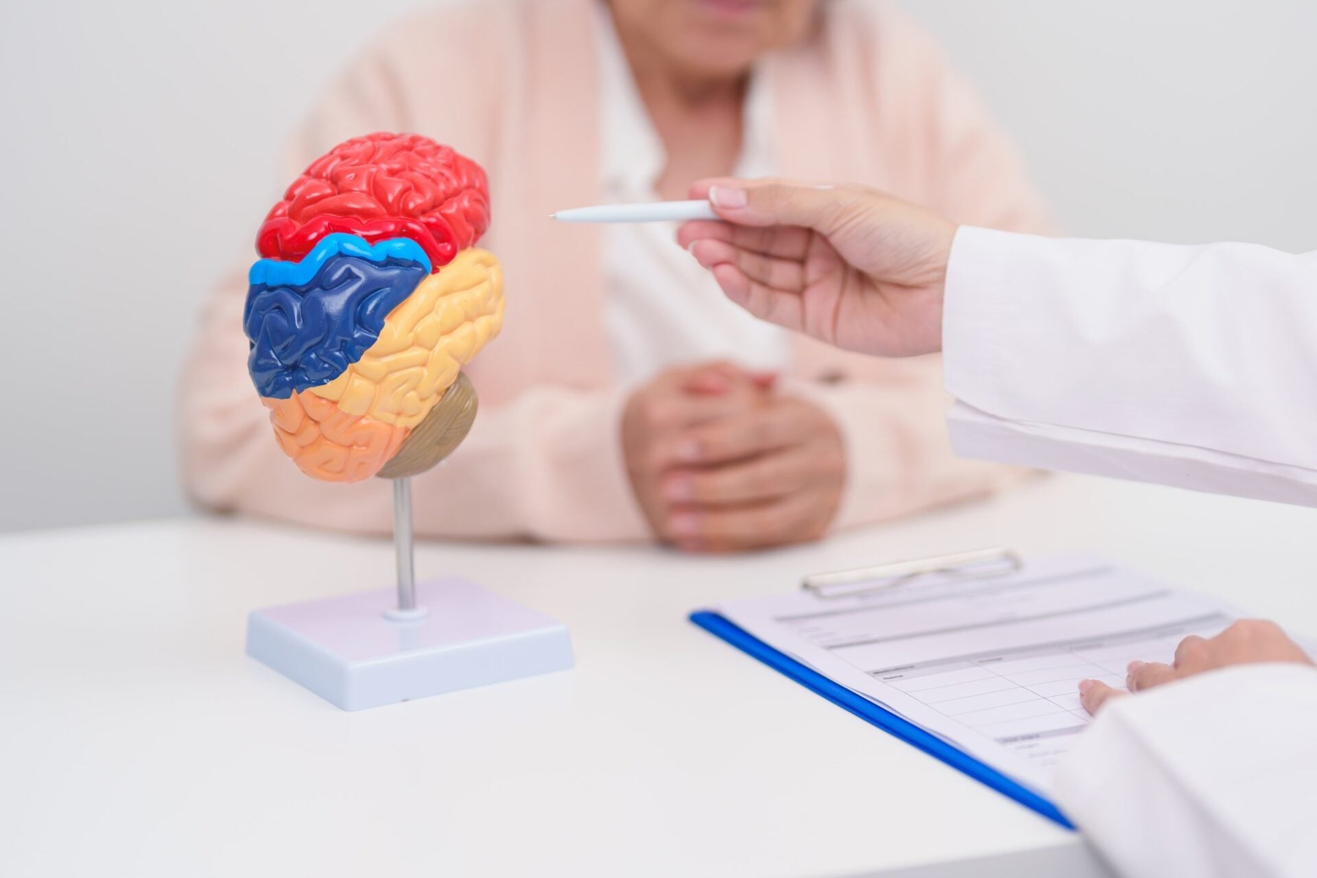 doctor exemplifică vârstele creierului pe un mulaj colorat