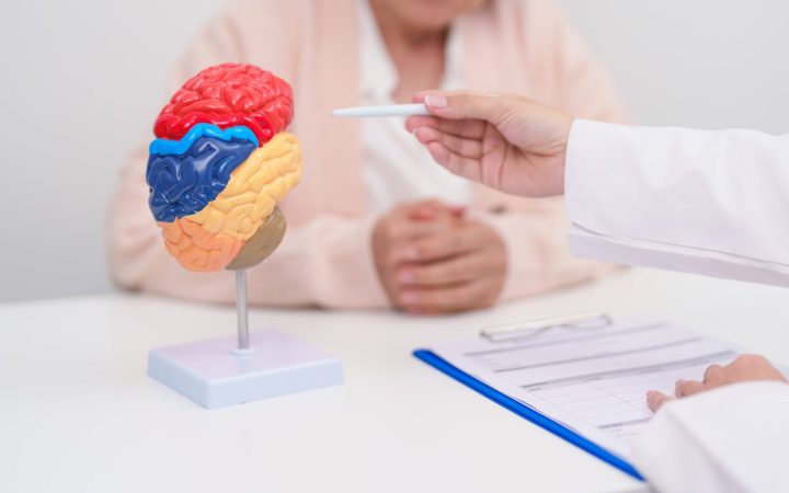 doctor exemplifică vârstele creierului pe un mulaj colorat