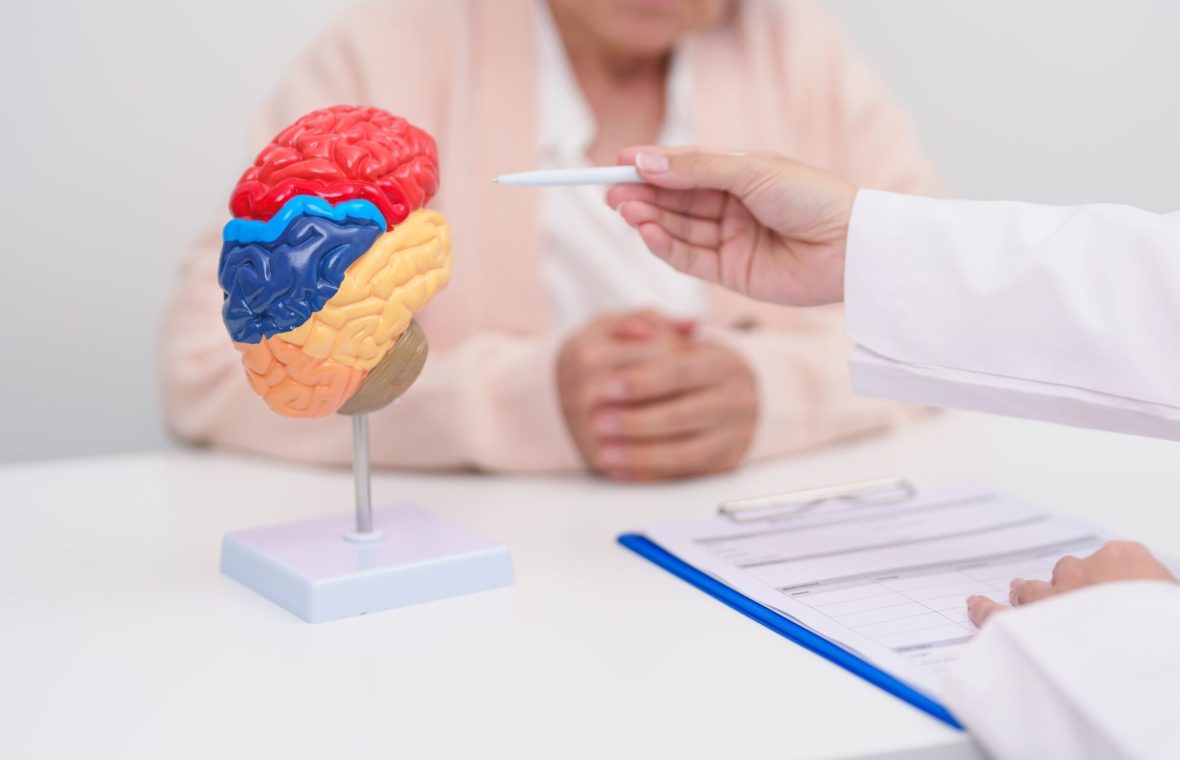 doctor exemplifică vârstele creierului pe un mulaj colorat